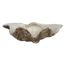 primeiraSS0272